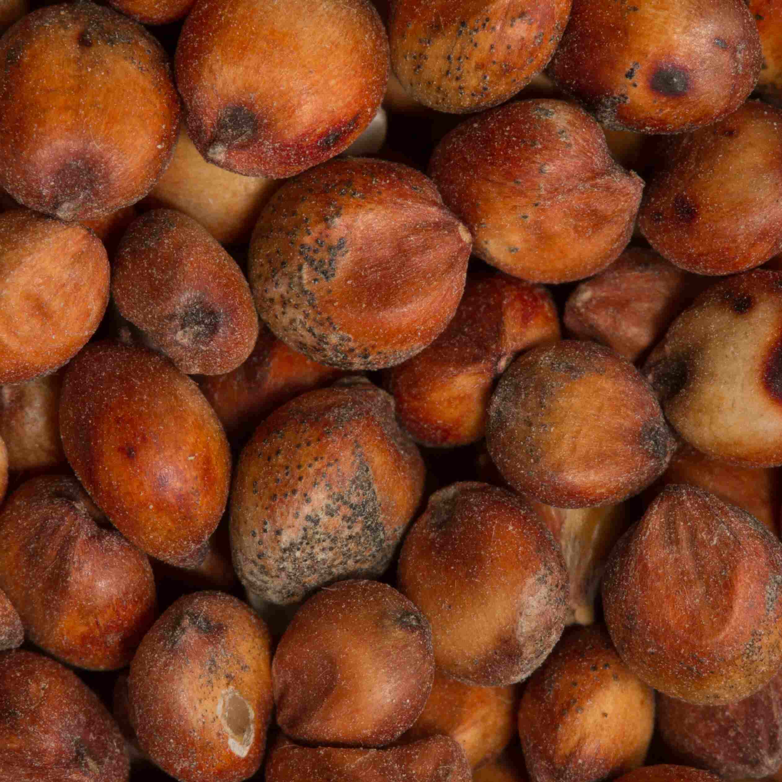 SORGO (1)