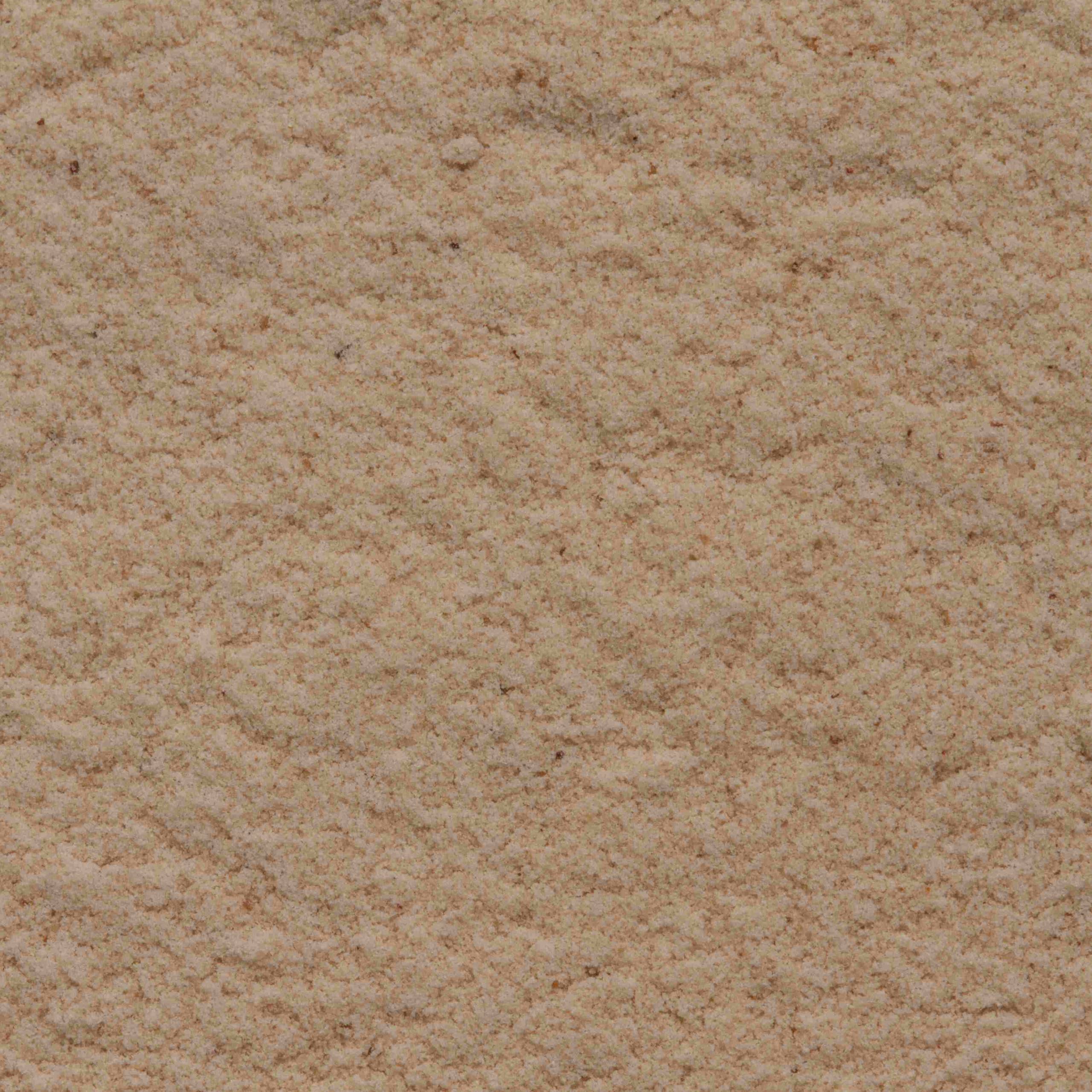 TARO_POLVO (1)