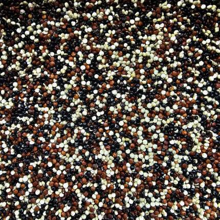 QUINOA TRICOLOR