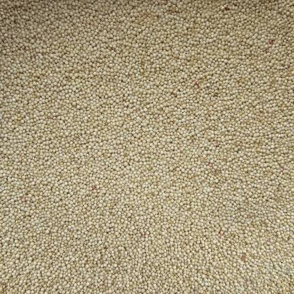 SEMILLA DE AMARANTO PREMIUM